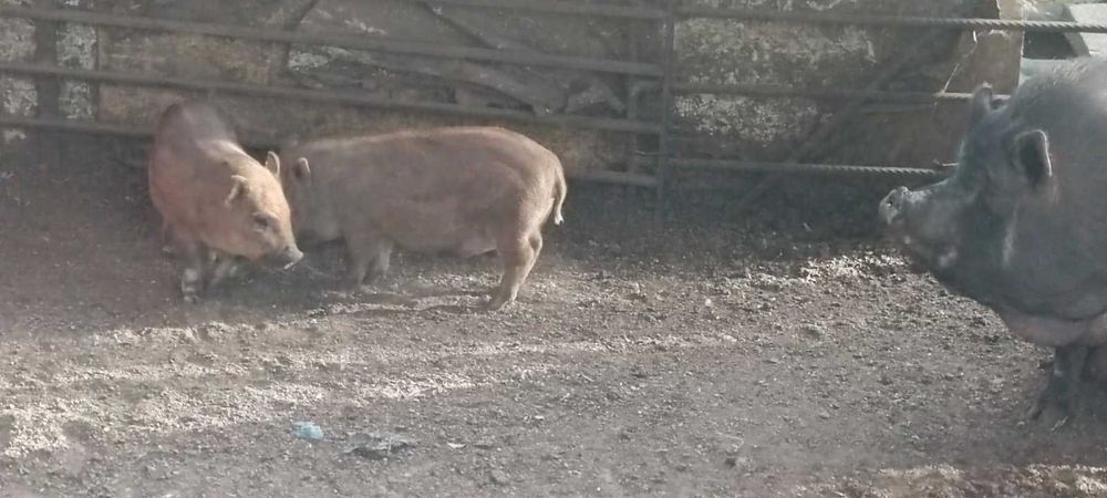 виетнамски прасета