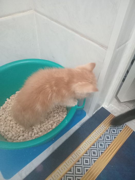 Котенок  девочка 2 мес