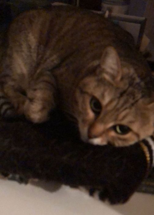 Отдам в хорошие руки !