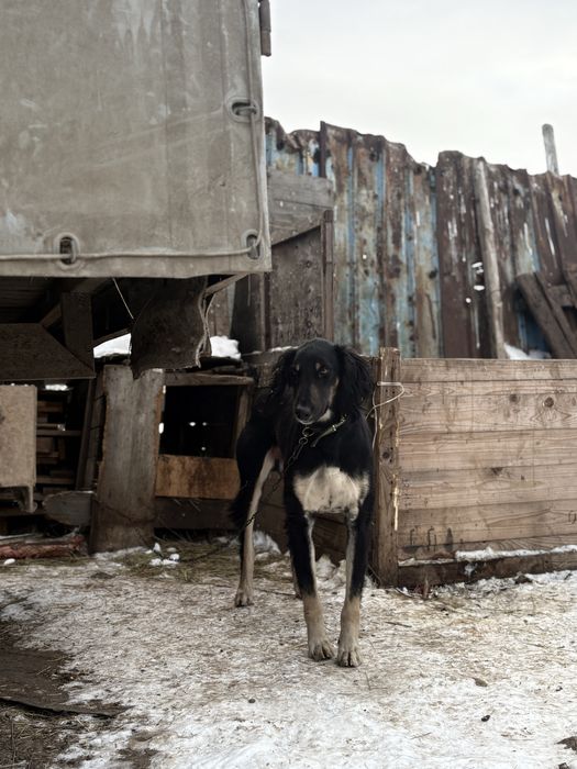 Тазы рабочий 2 года