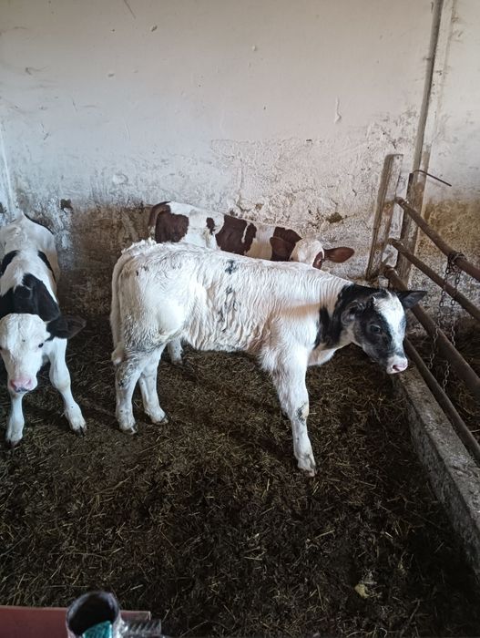 De vanzare 3 tăurași