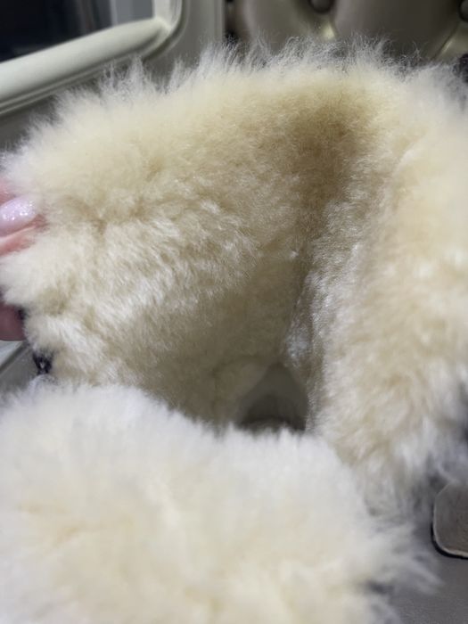 UGG originale Australia