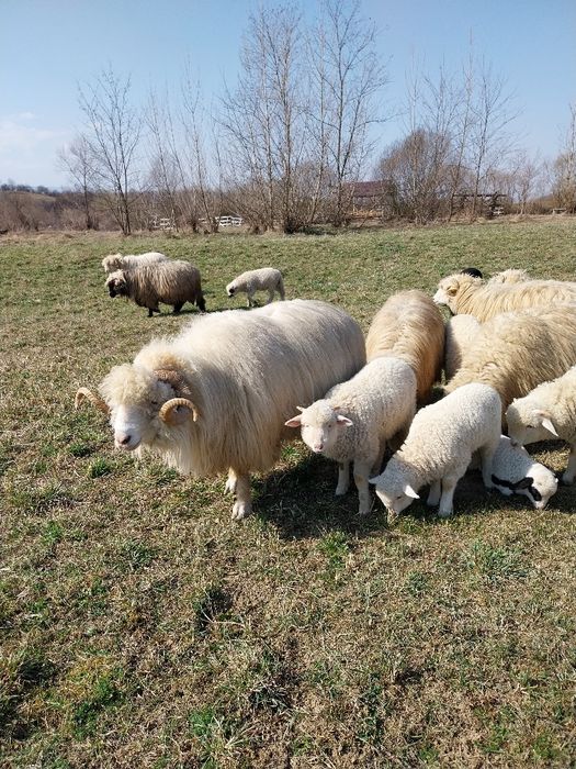 Vând sau schimb berbec băl de talie mare