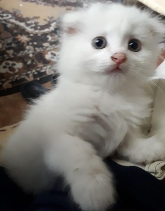 Котята 1,5 месяца