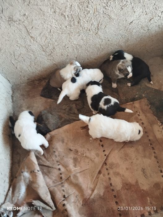 Тоза зот алабай болалари сотилади.