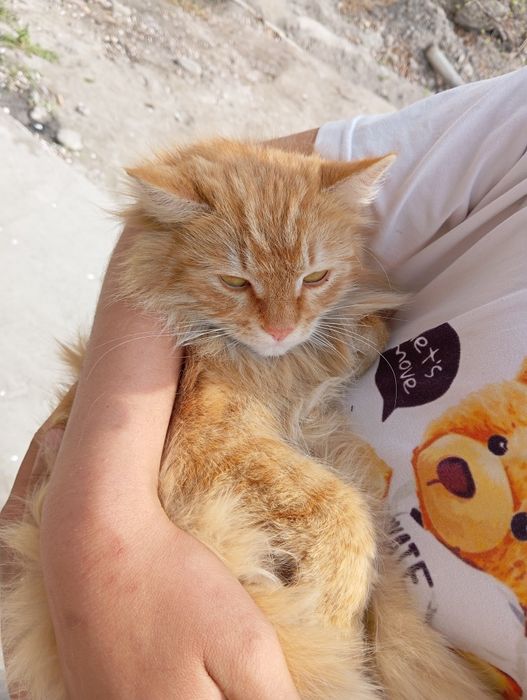 Mushuk zotdor sotiladi