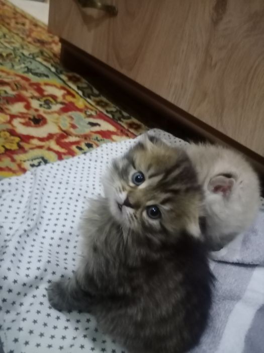 Продаю пушистиков шотландцев