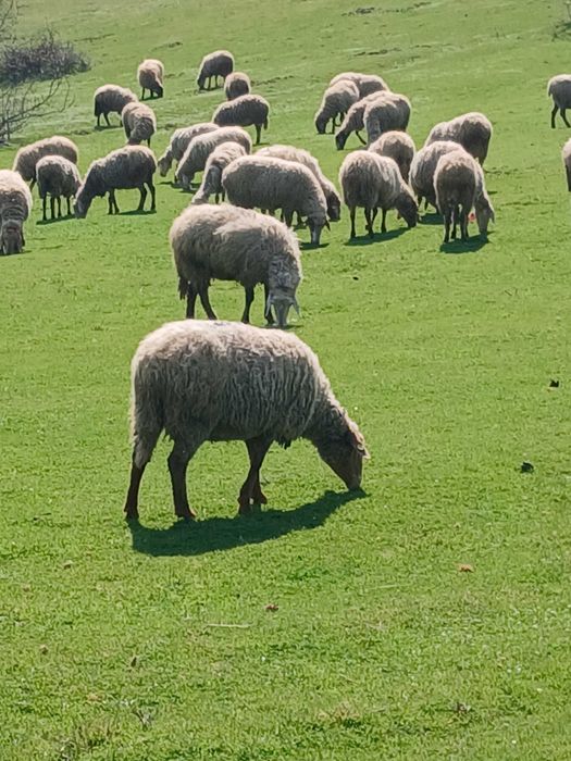 Свободни млади овце