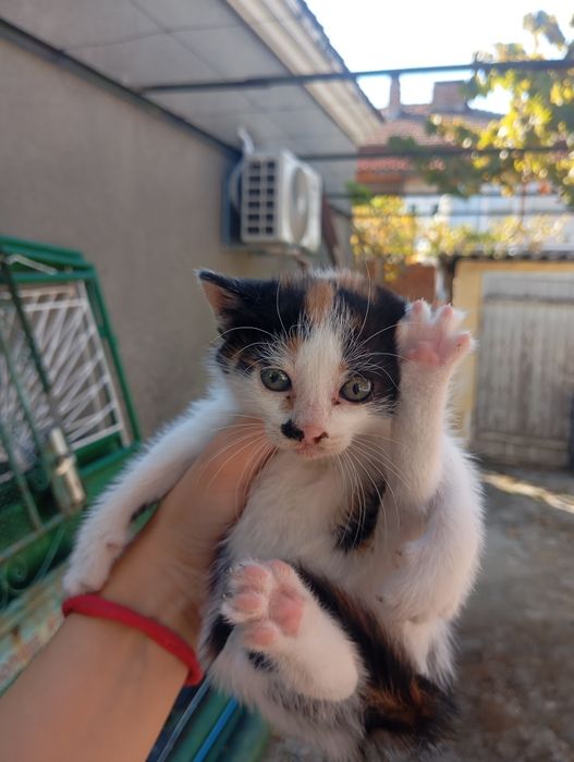 Три женски котета търсят своя дом!