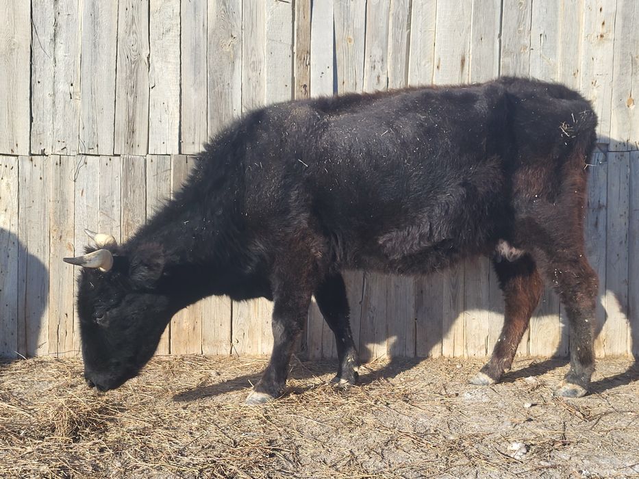 Сүтті сиыр сатылады