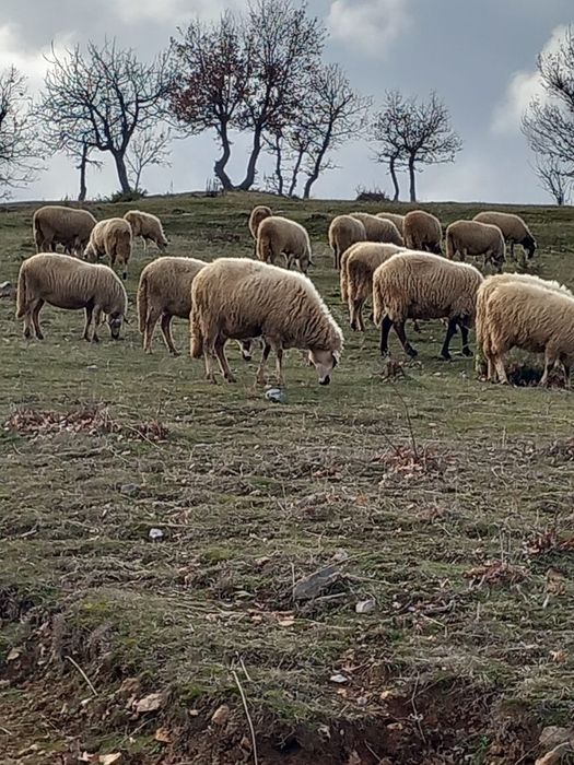 Продавам стадо овце – 60 броя
