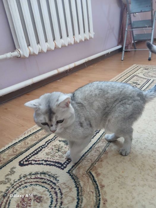 Британский  кот отдам бесплатно