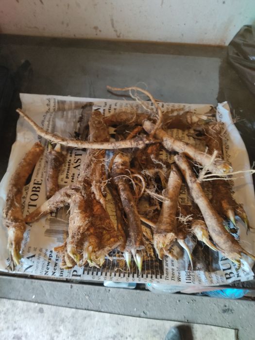 Хрен дикий, разного возраста