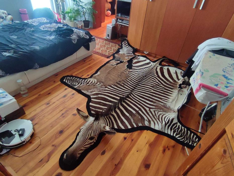 Ловен трофей зебра с глава