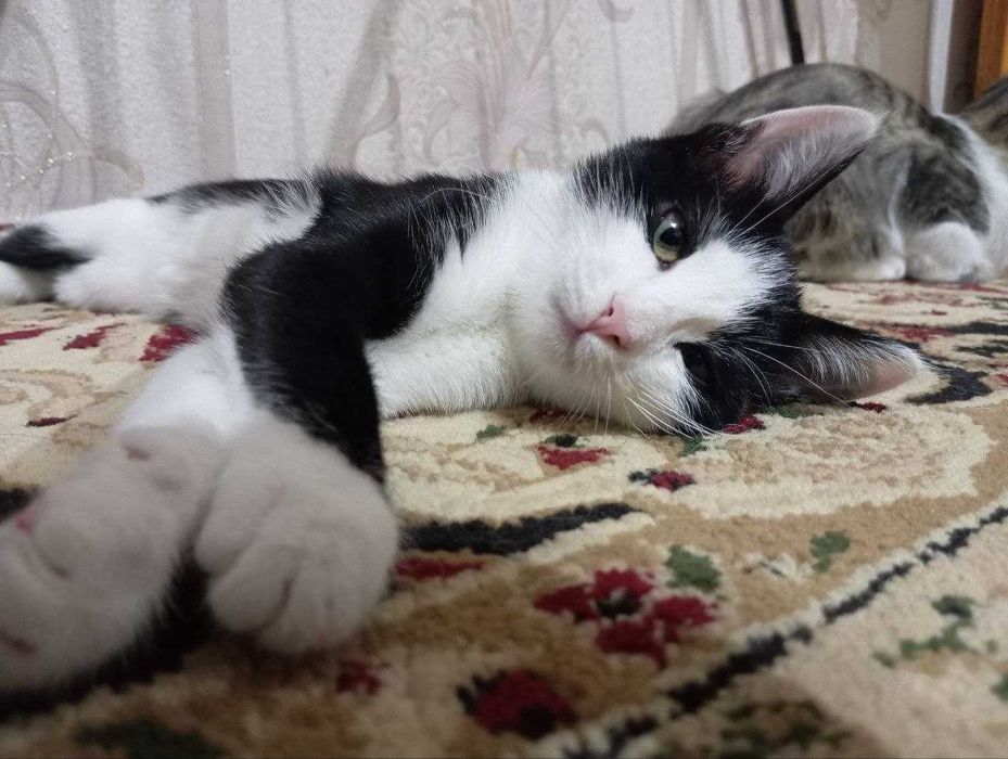 Кошка, девушка 3 месяца в хорошие руки