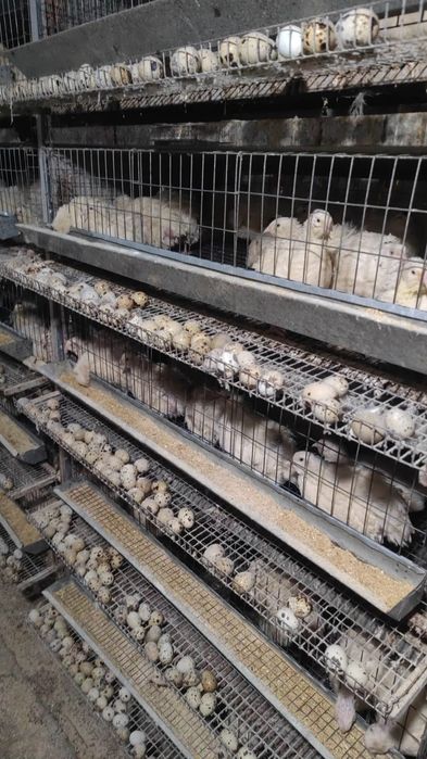 Перепелки на заказ