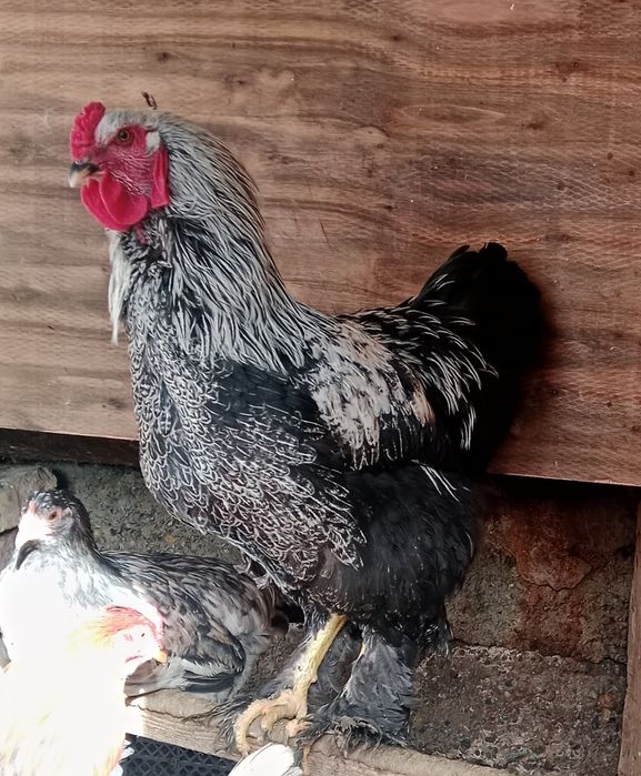 Петуx Брамма Хуроз зотли парранда