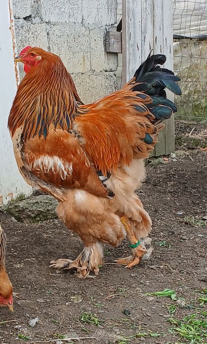 Cocos brahma columbia galben negru