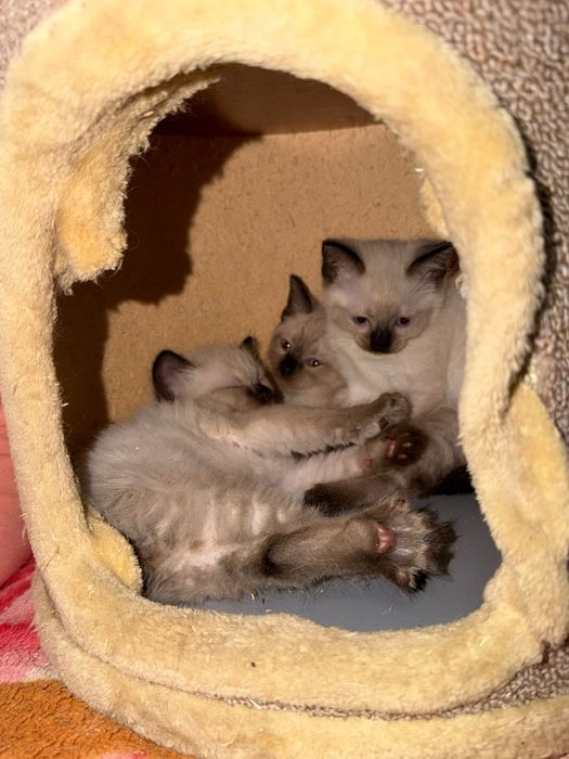 Кошка с котятами ищет семью