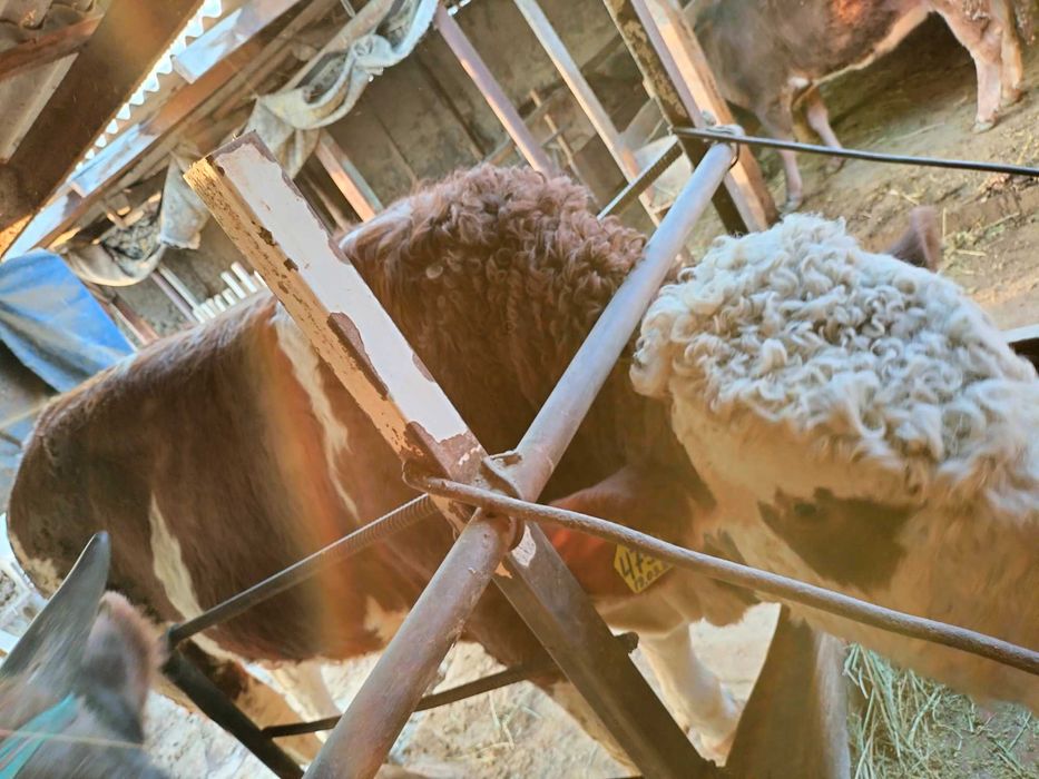 Бычок симментал чистый токал