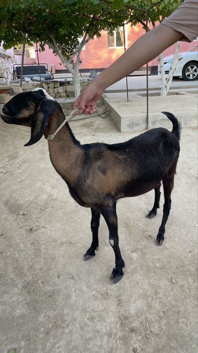 нуби ешкы алпы нуби аралас теке