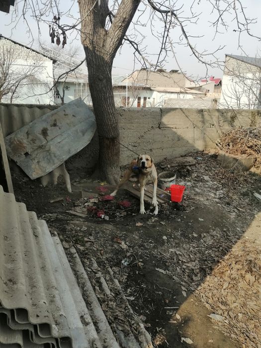 Alabay it sotiladi aqlli 2 yillik