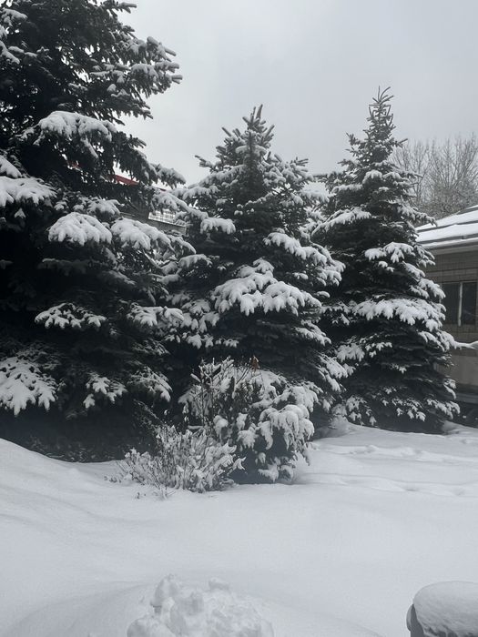 Ели голубые крупномеры