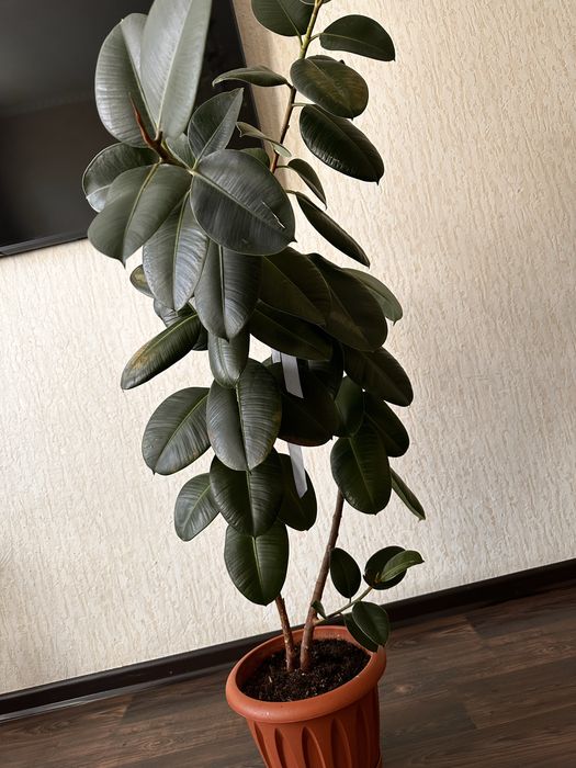 Продам фикус комнатнный