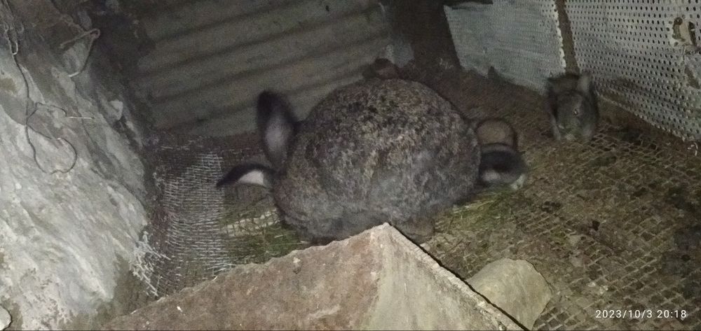 Zotdor quyonlar. Ona bola