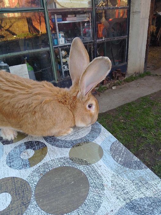 Зайци жълти и белгийски великани