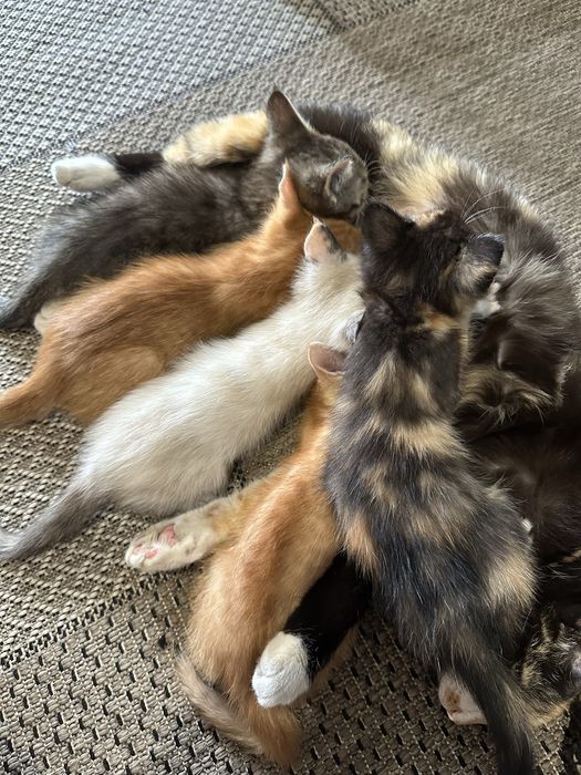 Котята в добрые руки