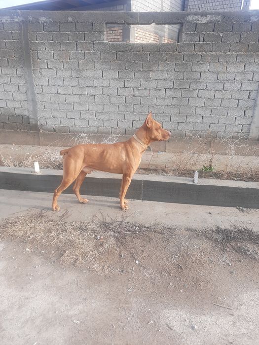 Доберман тоза зот сотилади