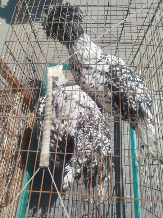 Падуан курочки серебро