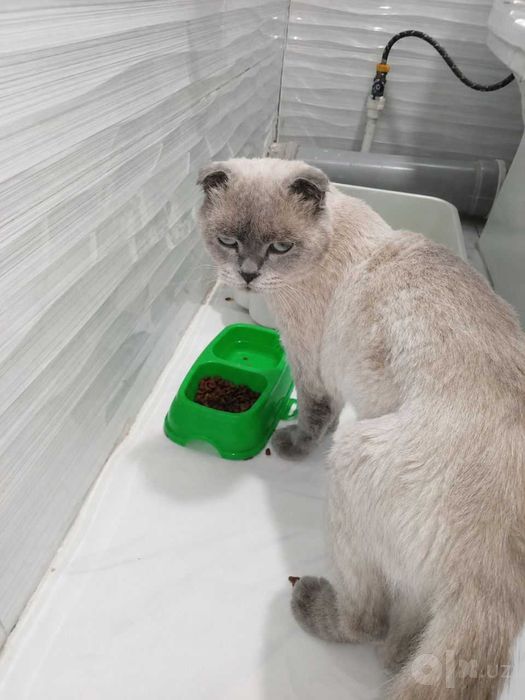 Кот Scottish fold