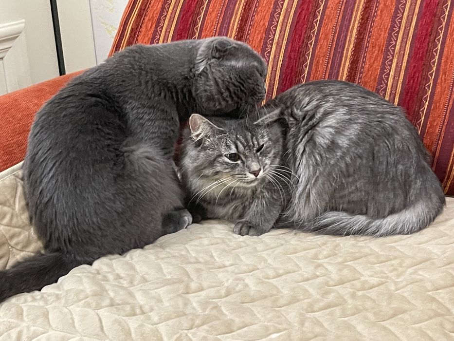 вязка кота вислоух!