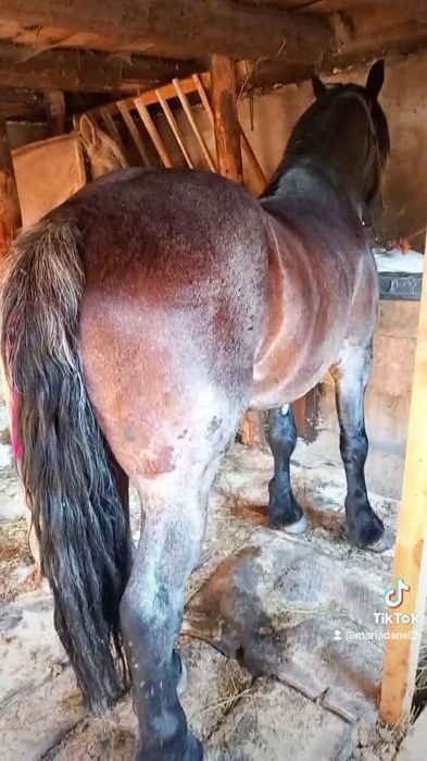 Vând cal de 6ani lucrat la pădure blând  tras garantat