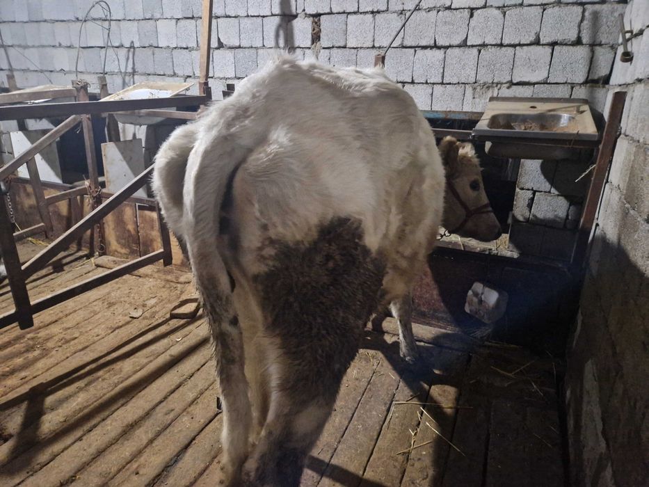 Токал сиыр сатылады