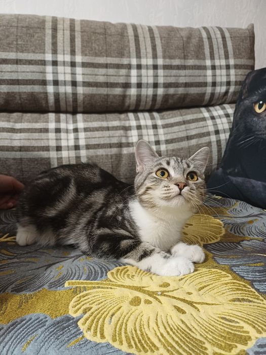 Котёнок девочка в добрые руки