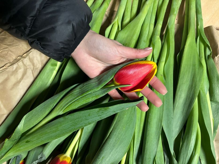 Тюльпаны - самые лучшие!