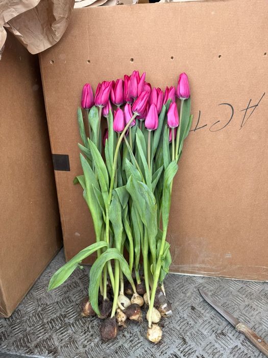 Оптом Тюльпаны Астана