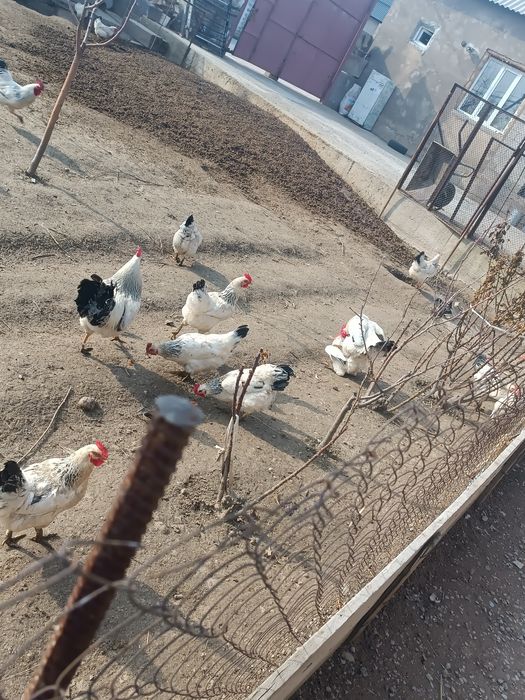 Адлер жумырткалары