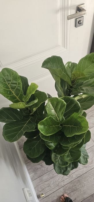 Фикус Лирата комнатные цветы в офис