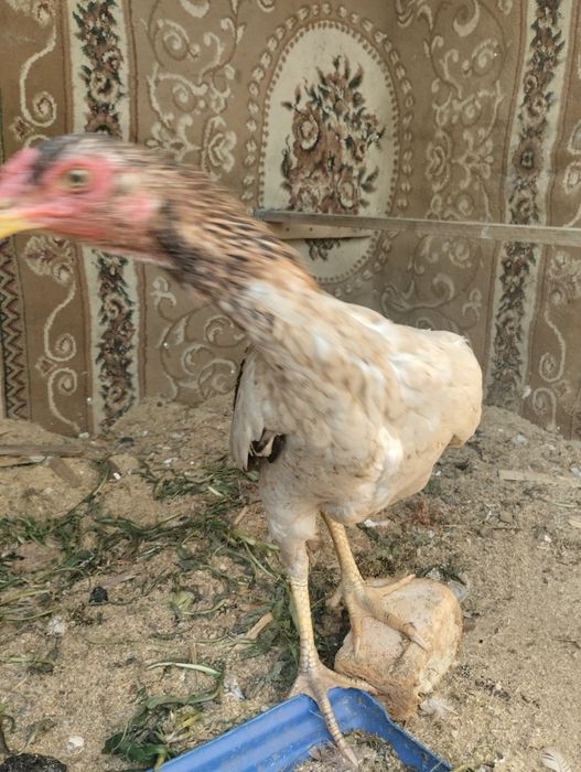 Дакан курица хороших кровей