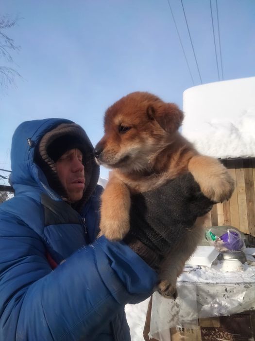 Отдам щенка в добрые руки