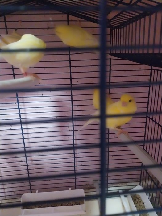 Canari ciapleri tineri