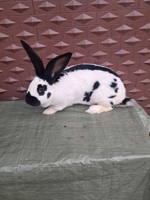 Vand Fluture german rasa pura maturi si pui !