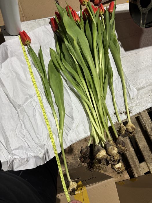 Голландские тюльпаны