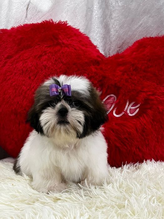 Очень красивые щенки ши-тцу