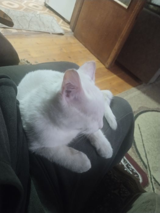 Продается белый котёнок!