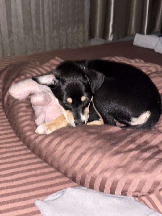 английский той терьер